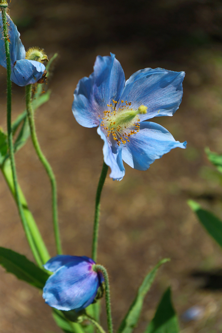 Blauer Mohn