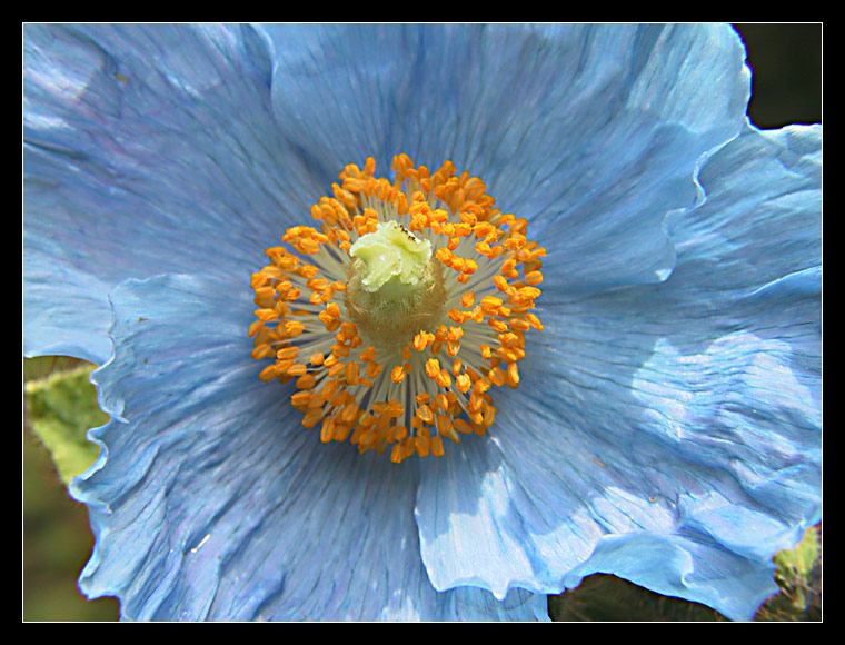 Blauer Mohn