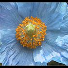 Blauer Mohn