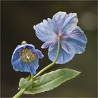 blauer Mohn