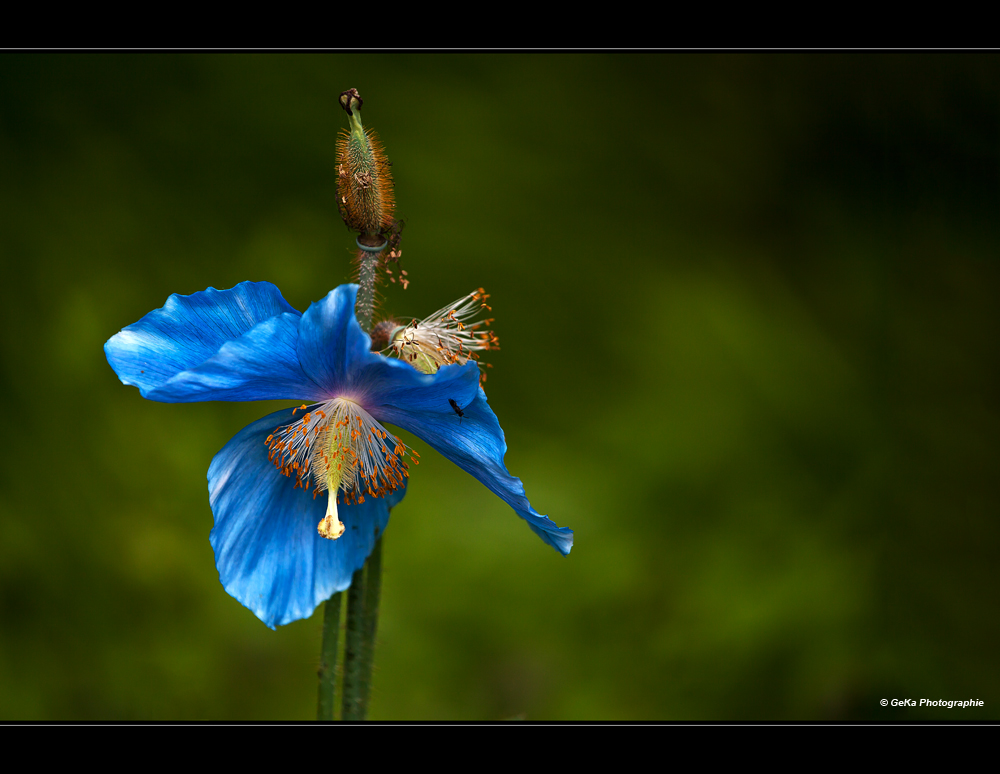 blauer Mohn