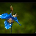 blauer Mohn