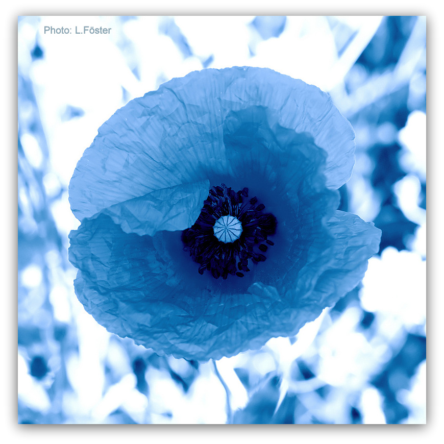 Blauer Mohn...