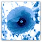 Blauer Mohn...