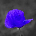 Blauer Mohn