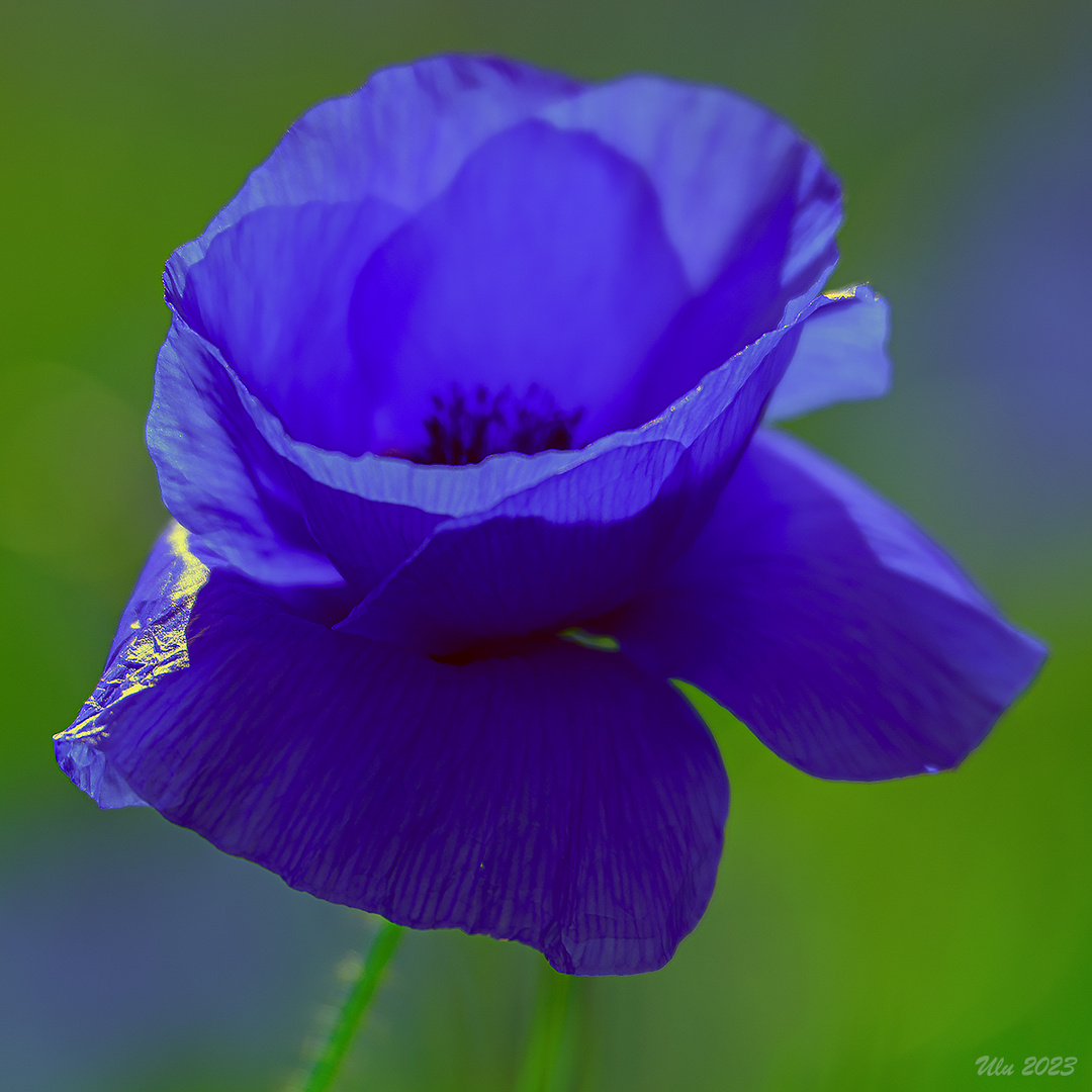 Blauer Mohn