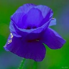 Blauer Mohn