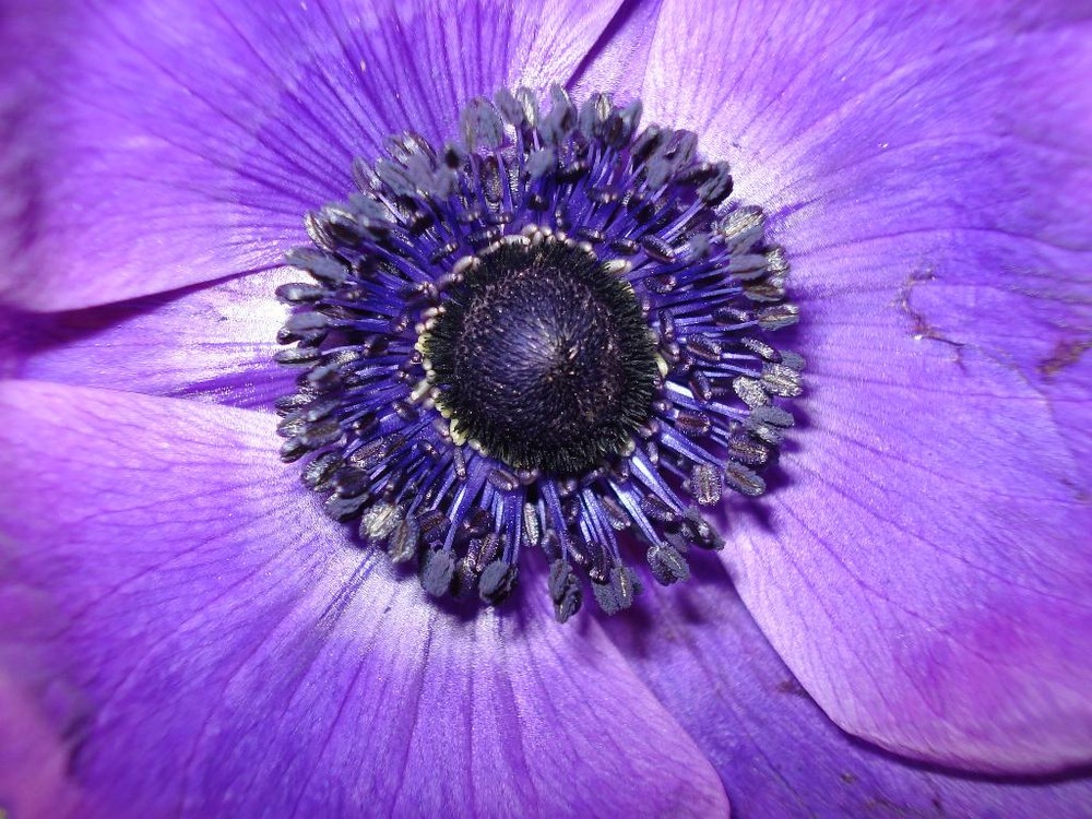 (Blauer Mohn) Anemone