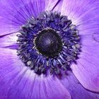 (Blauer Mohn) Anemone