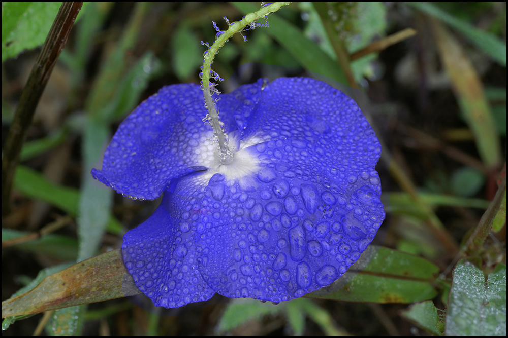 Blauer Mohn...