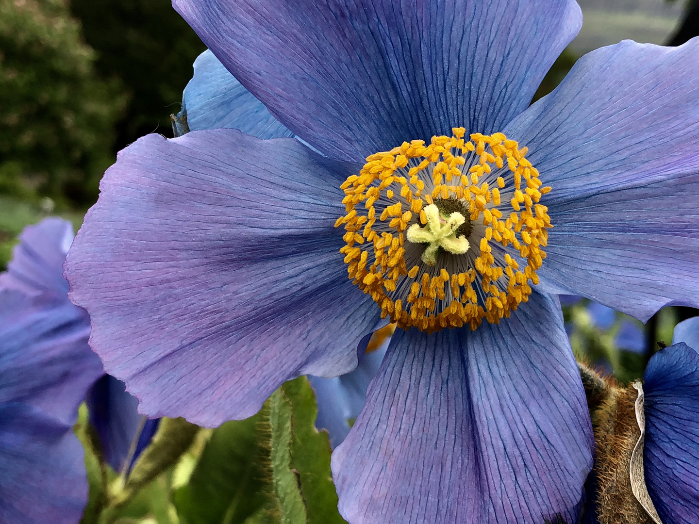 Blauer Mohn