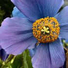 Blauer Mohn