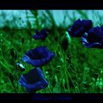 Blauer Mohn