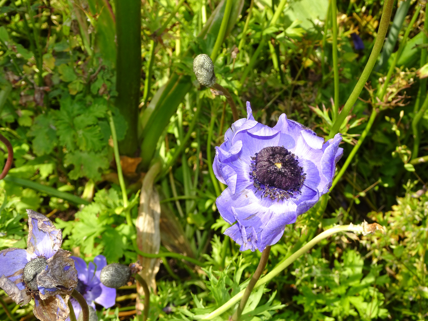 Blauer Mohn?