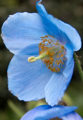 blauer Mohn