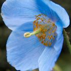 blauer Mohn