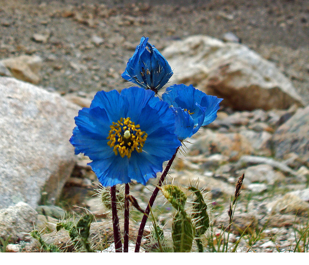 blauer Mohn