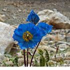 blauer Mohn