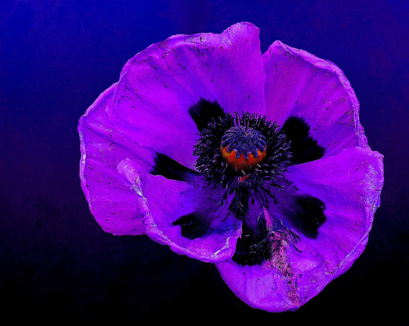 Blauer Mohn