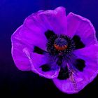 Blauer Mohn