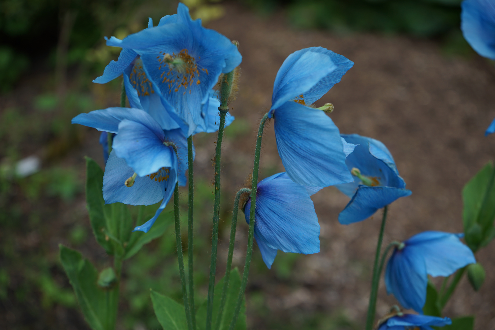 blauer Mohn II