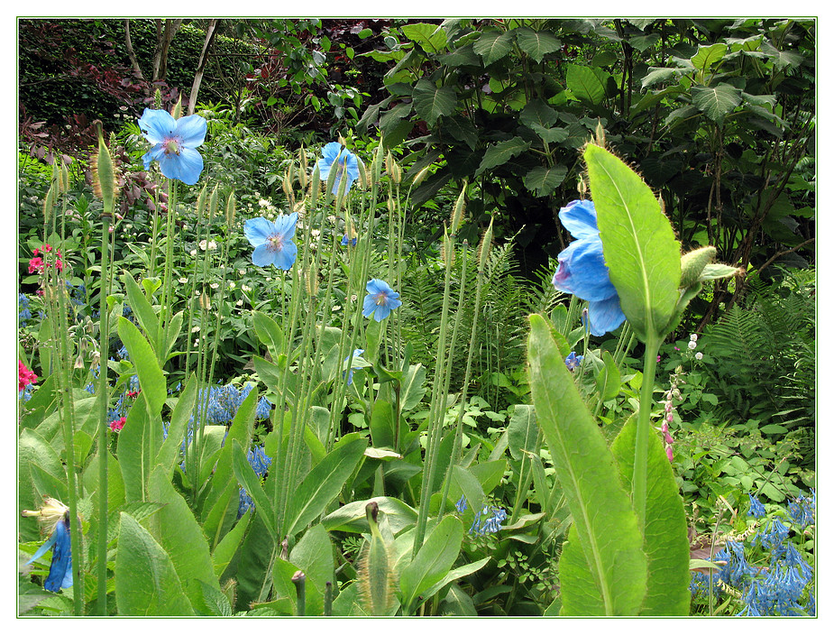 Blauer Mohn (Meconopsis - Scheinmohn)