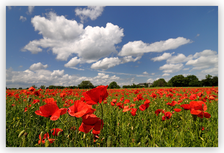 blauer "Mohn"-tag