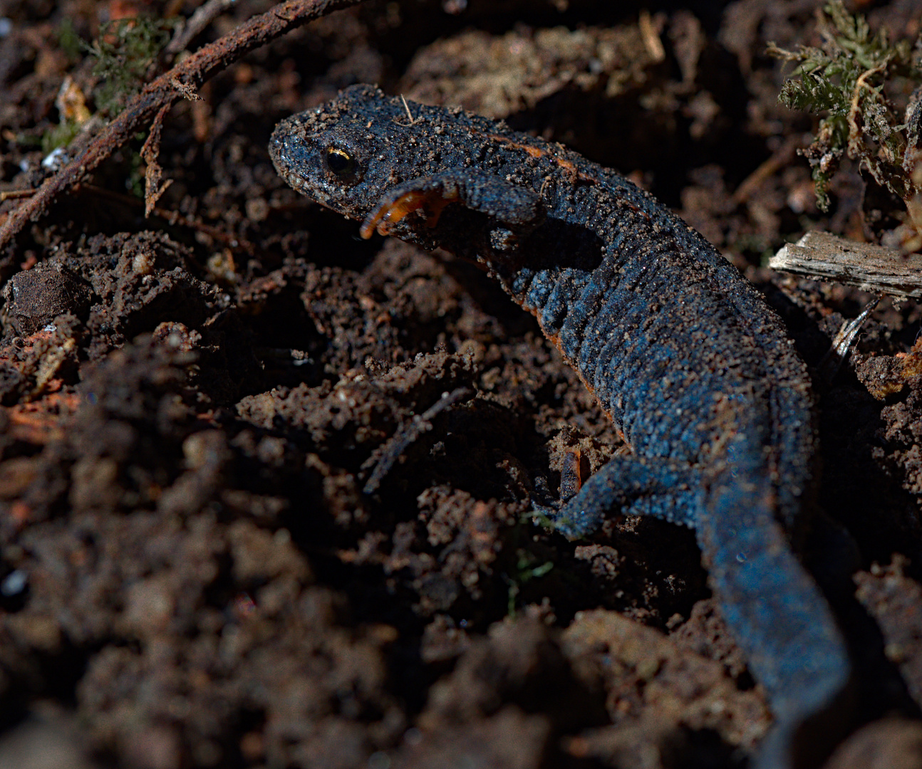 blauer Molch Foto & Bild makro, natur, tiere Bilder auf