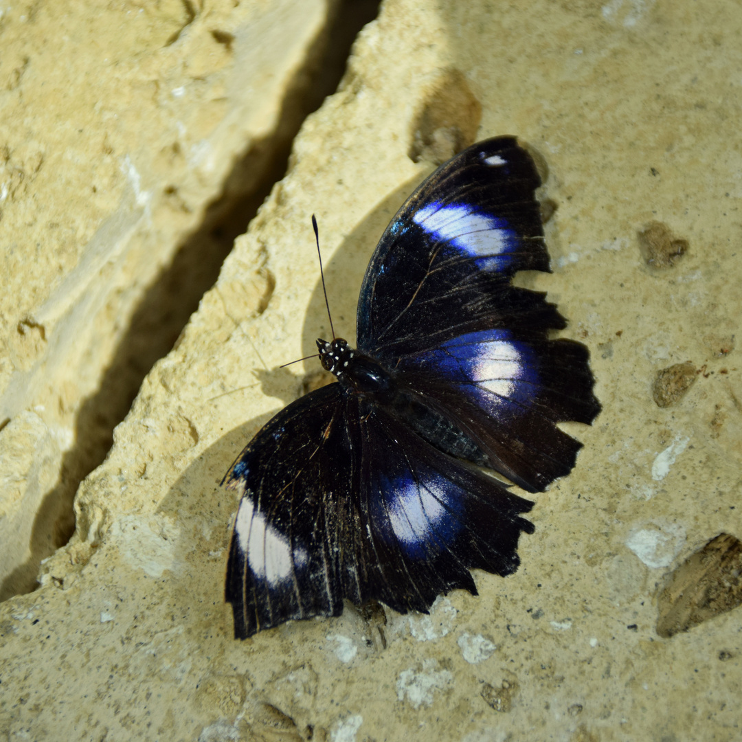 Blauer Mondschmetterling