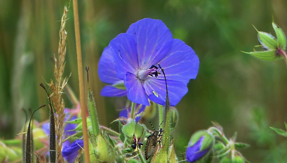 Blauer Montag ...