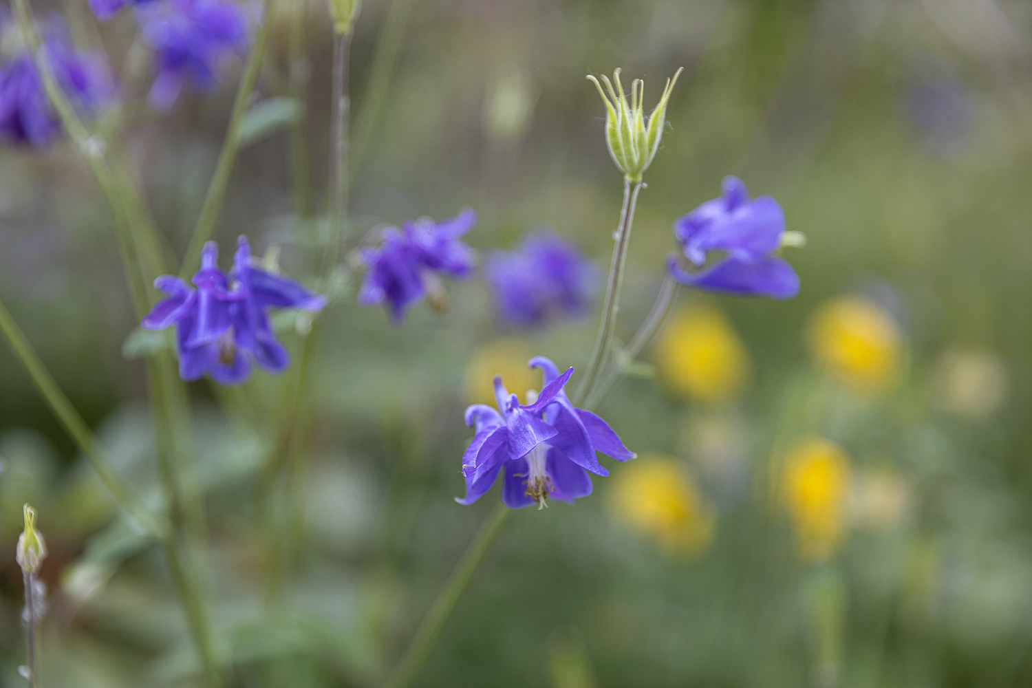 Blauer Montag 