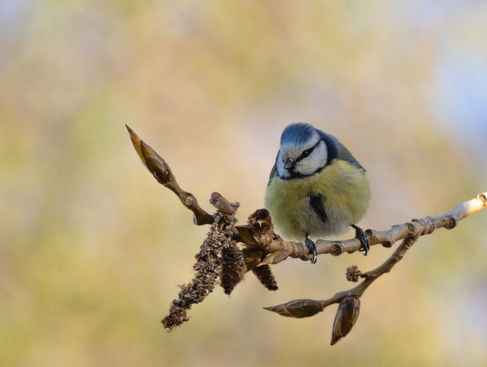 Blauer Montag?