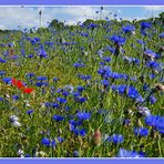 Blauer Montag auf Rügen