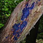 Blauer Montag: Blauer Rindenpilz (sehr selten)