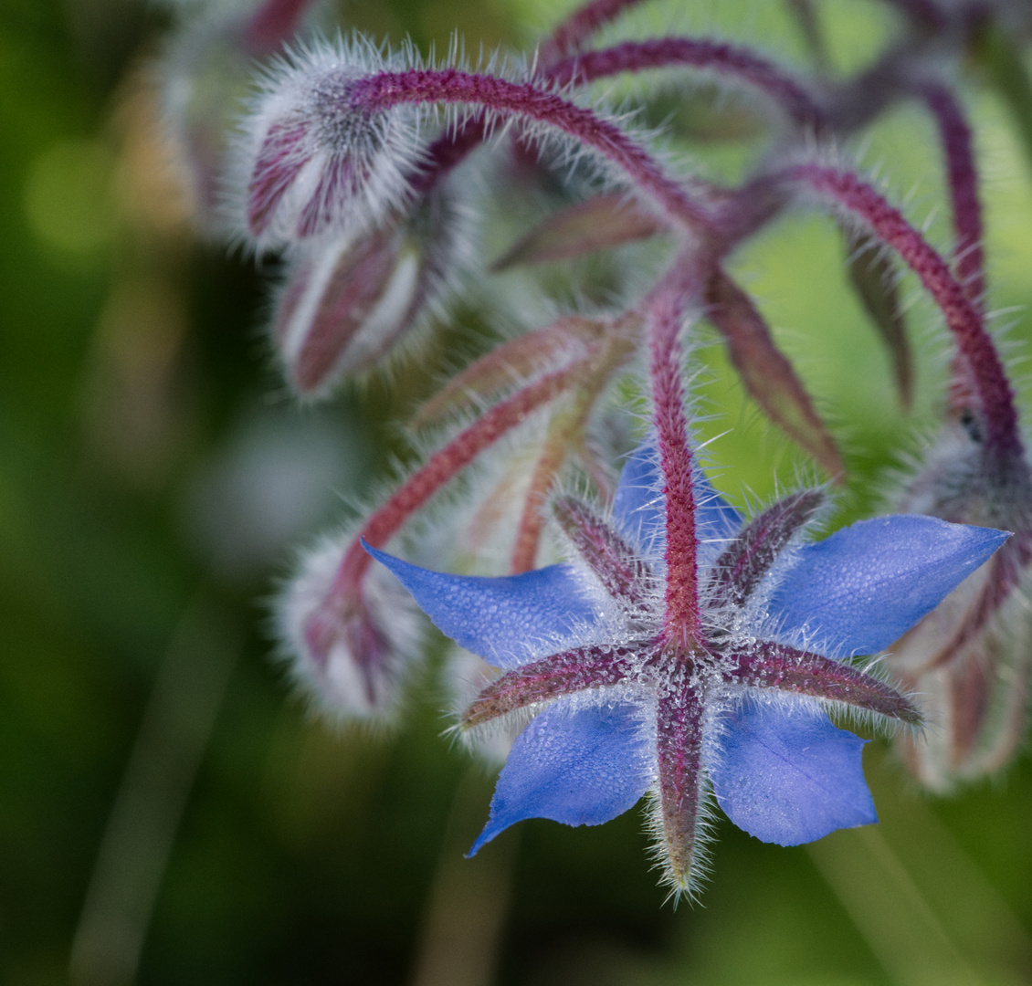 Blauer Montag: Friedensblümchen No.2 (Borretsch)