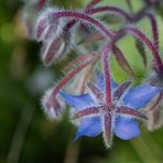 Blauer Montag: Friedensblümchen No.2 (Borretsch)