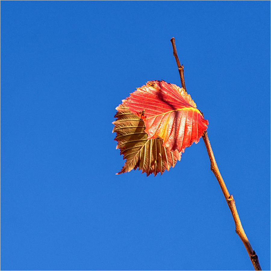 blauer Montag im Herbst