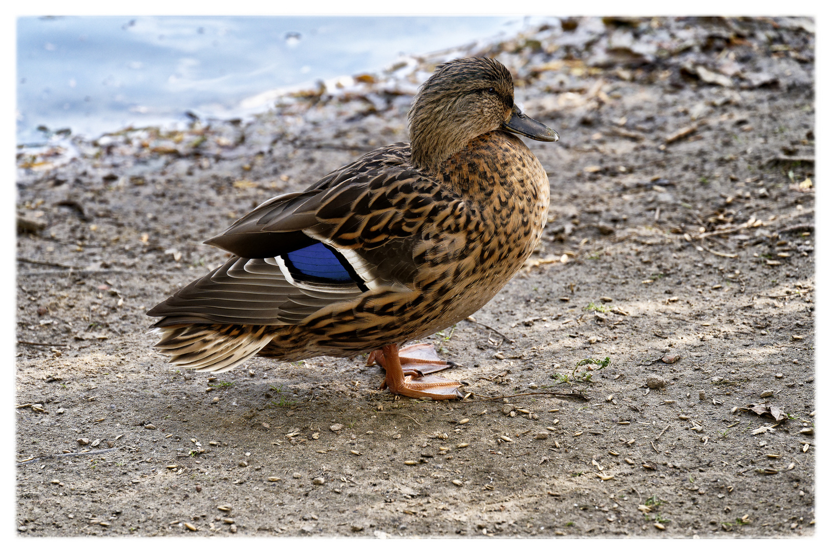 Blauer Montag - kleine Ente mit Fleck