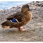 Blauer Montag - kleine Ente mit Fleck