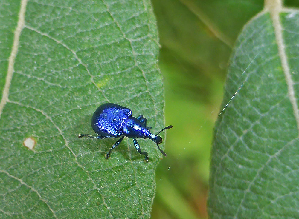 Blauer Montag: Rebenstecher