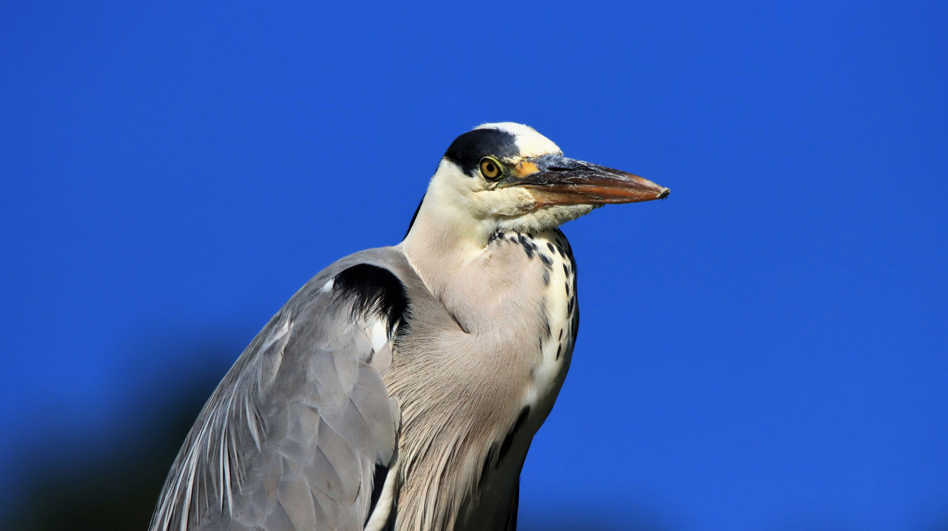 Blauer Montag - Reiher