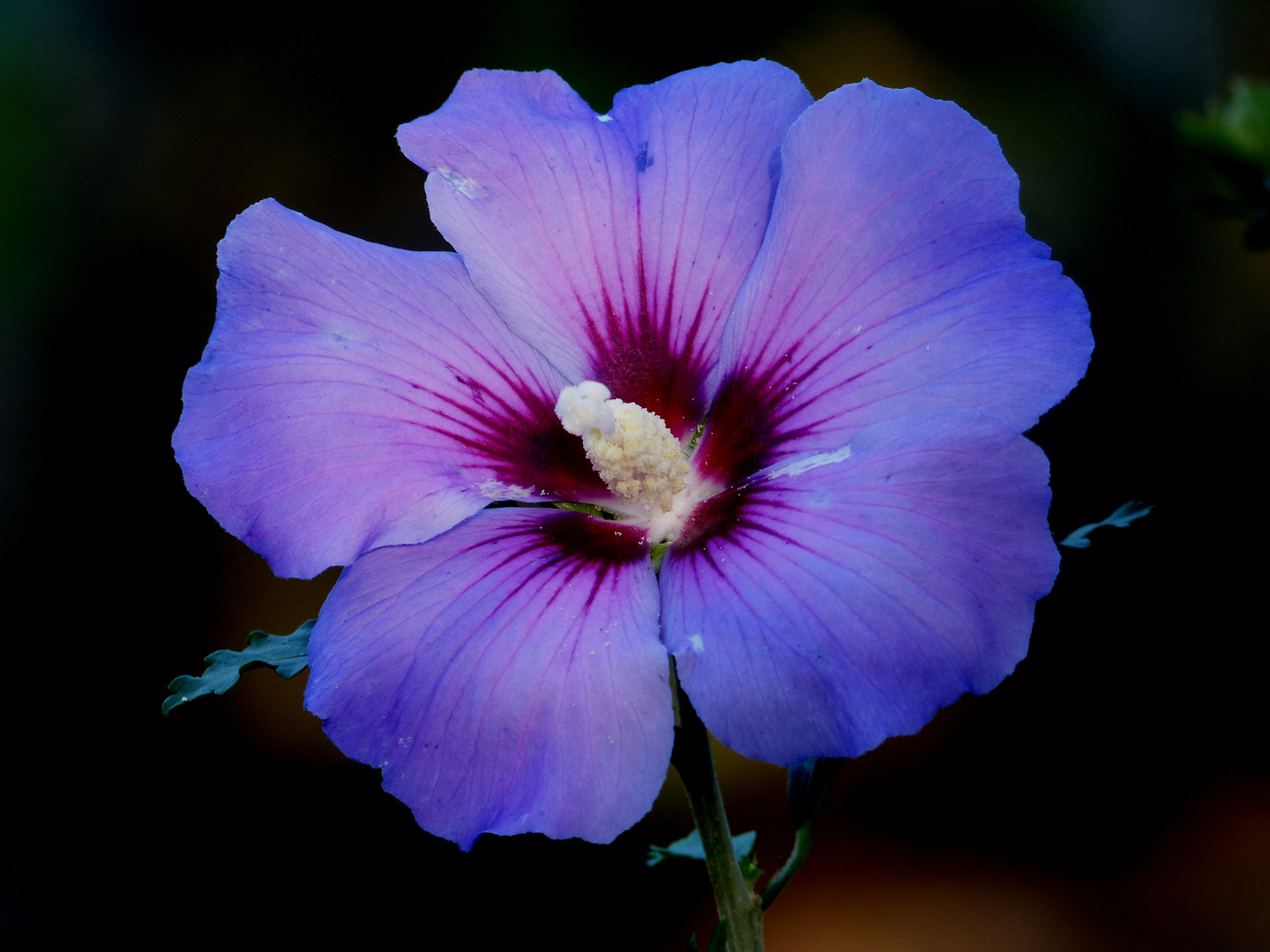 Blauer Montags Eibisch Foto Bild Pflanzen Pilze Flechten