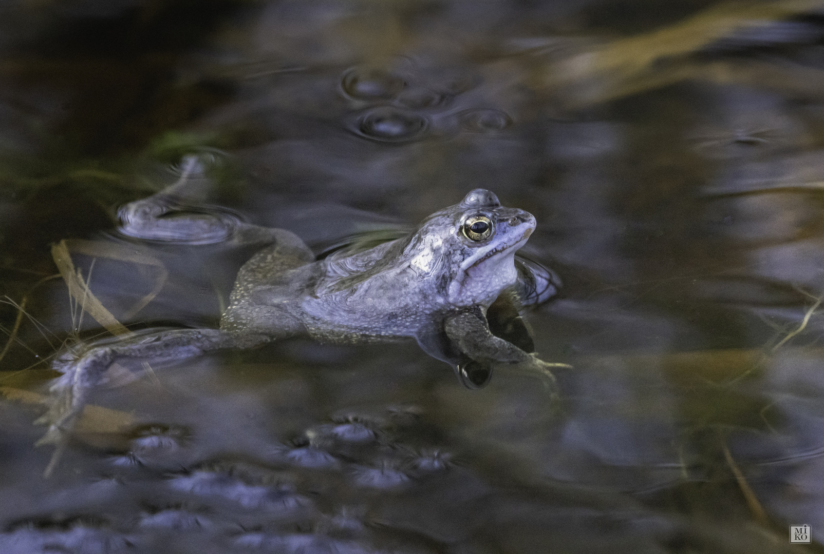 Blauer Moorfrosch