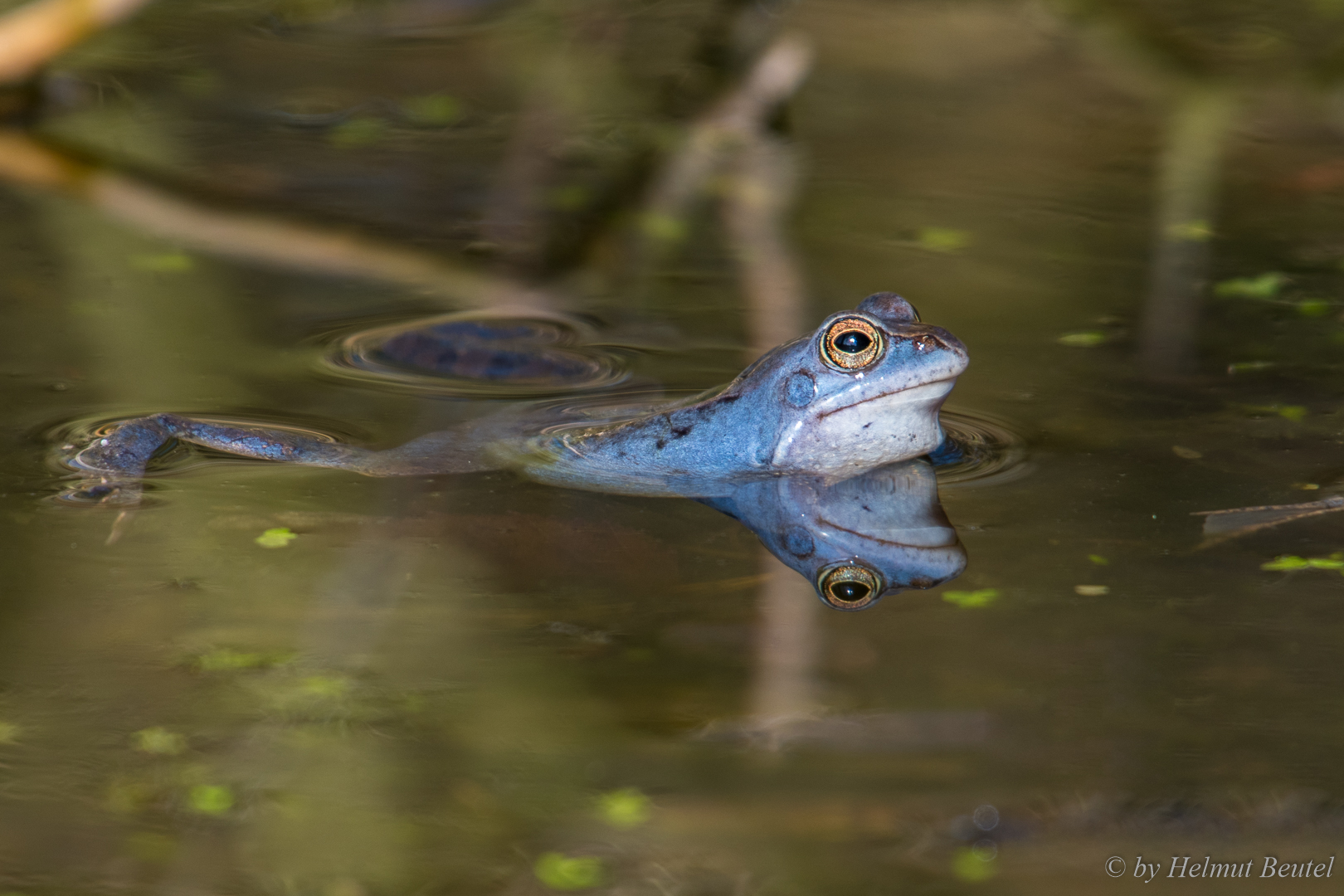 Blauer Moorfrosch