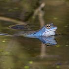 Blauer Moorfrosch