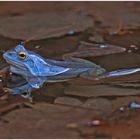 Blauer Moorfrosch