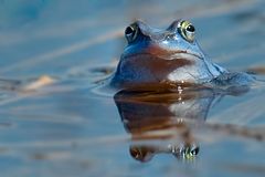 Blauer Moorfrosch