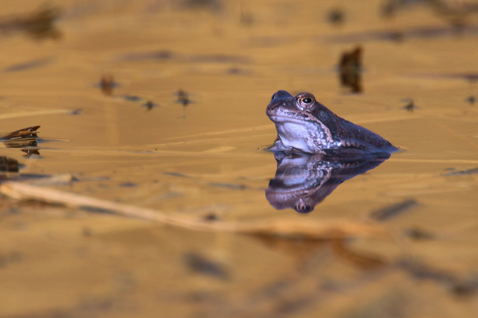 Blauer Moorfrosch