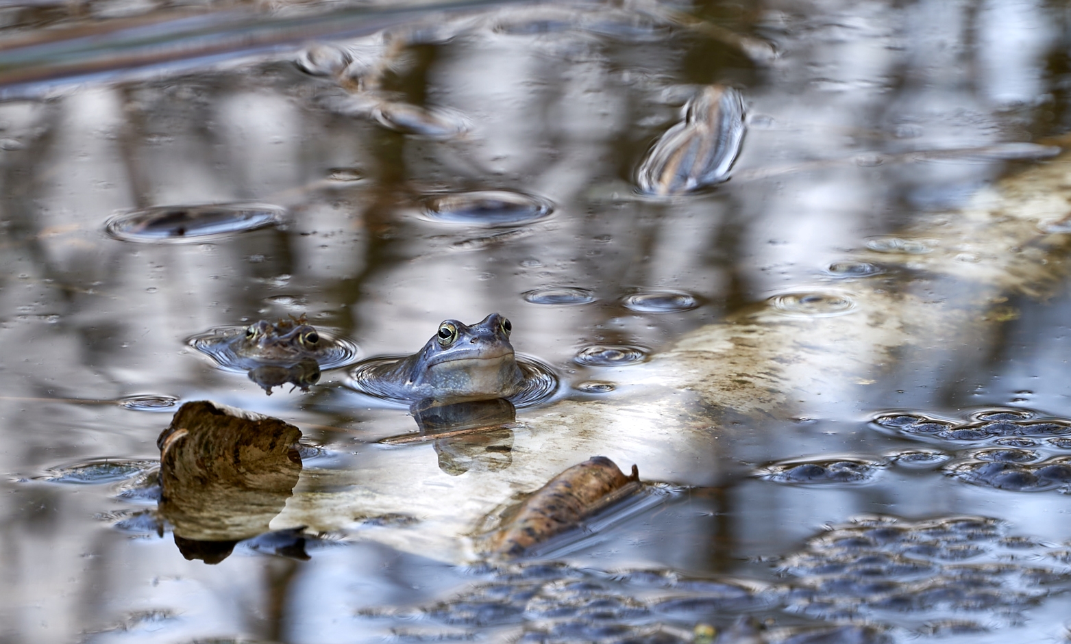 Blauer Moorfrosch