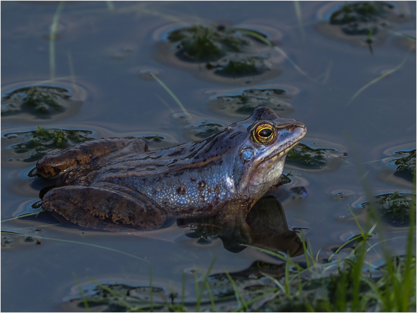 Blauer Moorfrosch